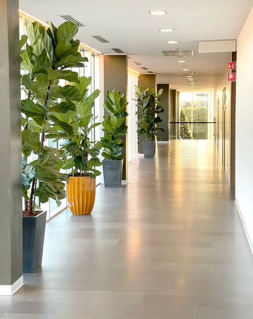 Tall potted plants line the windows of a bright corridor with a pale tiled floor and doors along the opposite wall.